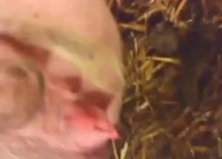 Fingering a Sow in the Zone: Hot Zoo Sex with Animal
