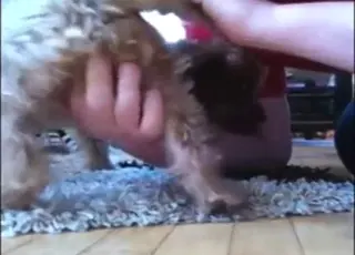 Hot Yorkie Bitch Gets Fingering in HQ Movie