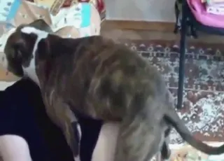 Brunette Lady Gets Dog Boner From Behind