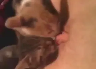 Big Kitty Licking Scene With Lots Of Hot Action Zoo Sex