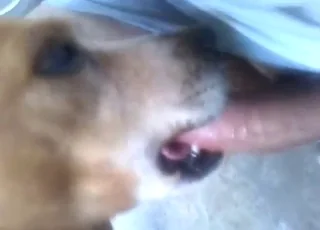 Cute Dog Enjoys Sucking a Nice Dick in Hot Video Clip