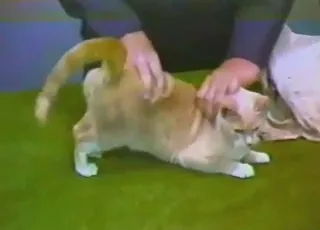 Cute kitty presenting herself in a teasing zoophile sex scene