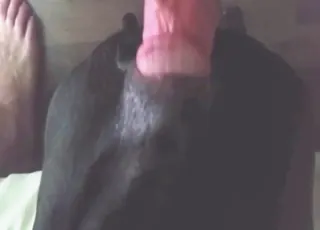 Wild fuck with submissive bitch ends in big cumshot