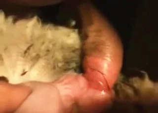 Hardcore sheep sex with a ram: wild animal breeding action