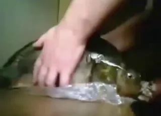 Fish fingering and teasing play session zoo sex animal