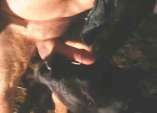 Fat guy gets hard watching a calf suck his cock
