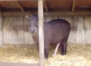 Nude Tapir Showing Off Body Outside Zoo Sex animal sex Animal Porn