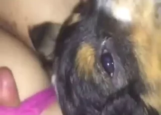 Hot Teen Girl Licking Dog Sex Scene Zoo animal sex