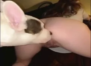 Juicy Animal Licking Asshole Hardcore Zoo Sex
