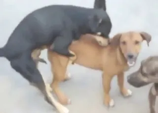 Dogs getting a messy public gangbang with humans at the park