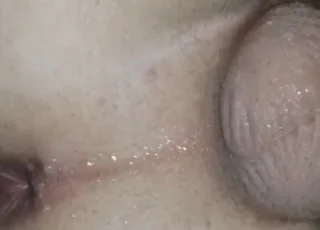 مشهد شرجي مقرب لسلالة GSD مع حيوان