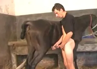 Two Male Animals Grinding Dicks Together for Orgasm