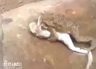 ضحك مع الضفادع في حديقة الحيوان
