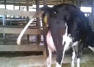 Cow Shitting While Teasing the Camera and Smelling Nice