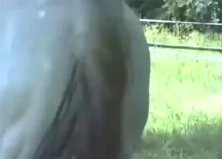 Sexy Horse Pooping Outside in Hardcore Zoo Porn