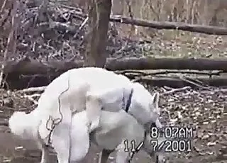 Two white dogs having a quick sex session