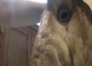 Passionate amateur animal sex with my doggy