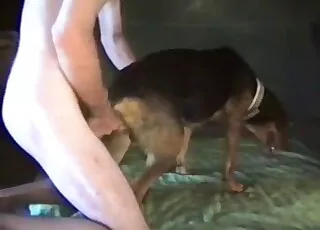 Doggy Style Tight Anal Fuck on Cam Real Zoo Sex with Animal