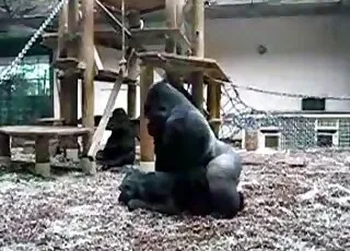 Huge Black Monkey Gets Fucked By Gorilla