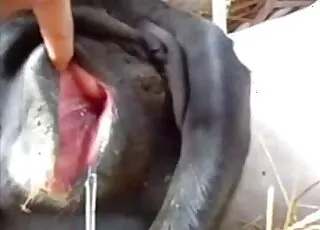 Cute white man playing with dog ass - raw zoo sex scene with pet