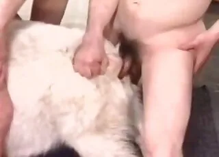 Cute white goat enjoying intense sex scene