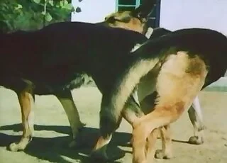 Happy dogs enjoying intense pleasure with owner animal sex Zoo Sex