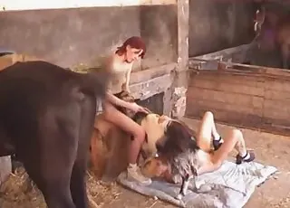 Leggy farm babes enjoy animal sex session
