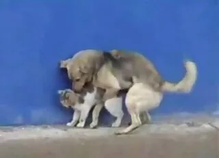 Small kitty gets bred by trained doggy in hot zoo sex scene