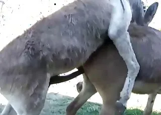 Beautiful Farm Animals Enjoying Intensive Zoo Sex Session