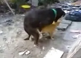 Two cute dogs enjoying a playful doggy style session together