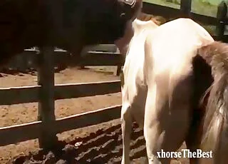 Farm horses impressive doggy sex with big stallion deep throating
