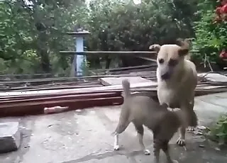 Sexy Doggy Fucks With A Nice Looking Young Kitty