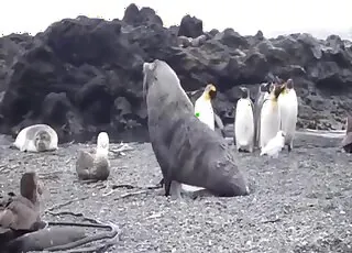 Wild Animals Spotted in Natural Habitat Having Zoo Sex