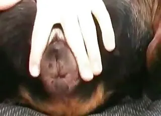 Black Dog Gets Pleasured in Twisted Zoo Sex Scene animal sex