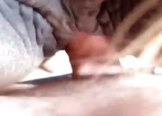 Pony mare gets hardcore sex on camera animal sex zoo porn